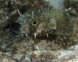 Spotted Burrfish off of the Reefhouse Resort's pier, on R... by John Scott Mcgougan 